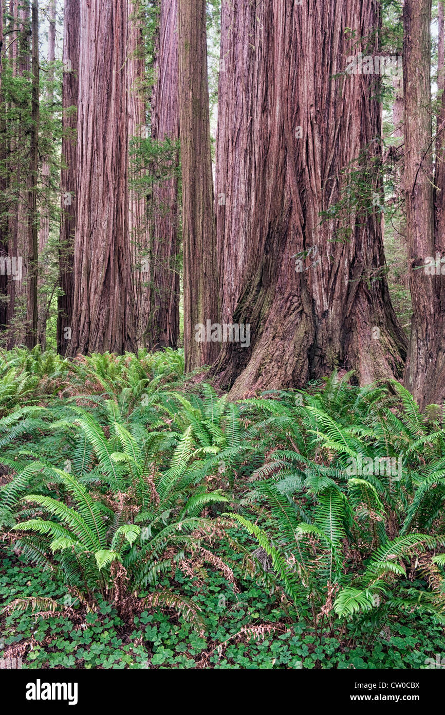 Tappeto di felci il suolo della foresta tra i giganteschi alberi di sequoia di Stout Grove in California's Jedediah Smith nazionali e statali par Foto Stock