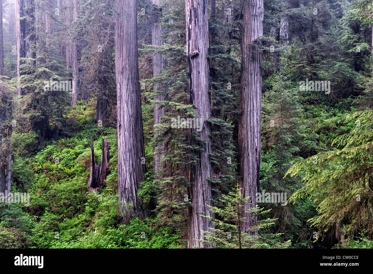 Boschetti di giganteschi alberi di sequoia si trovano in California's Jedediah Smith Stato e di parchi nazionali e del Norte County. Foto Stock