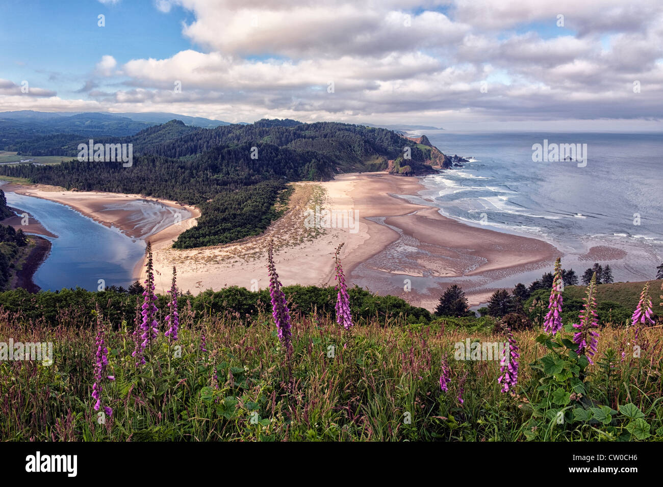 Foxglove fiorisce su Oregon di testa a cascata che si affaccia sul fiume di salmoni estuario e la costa centrale della contea di Lincoln. Foto Stock