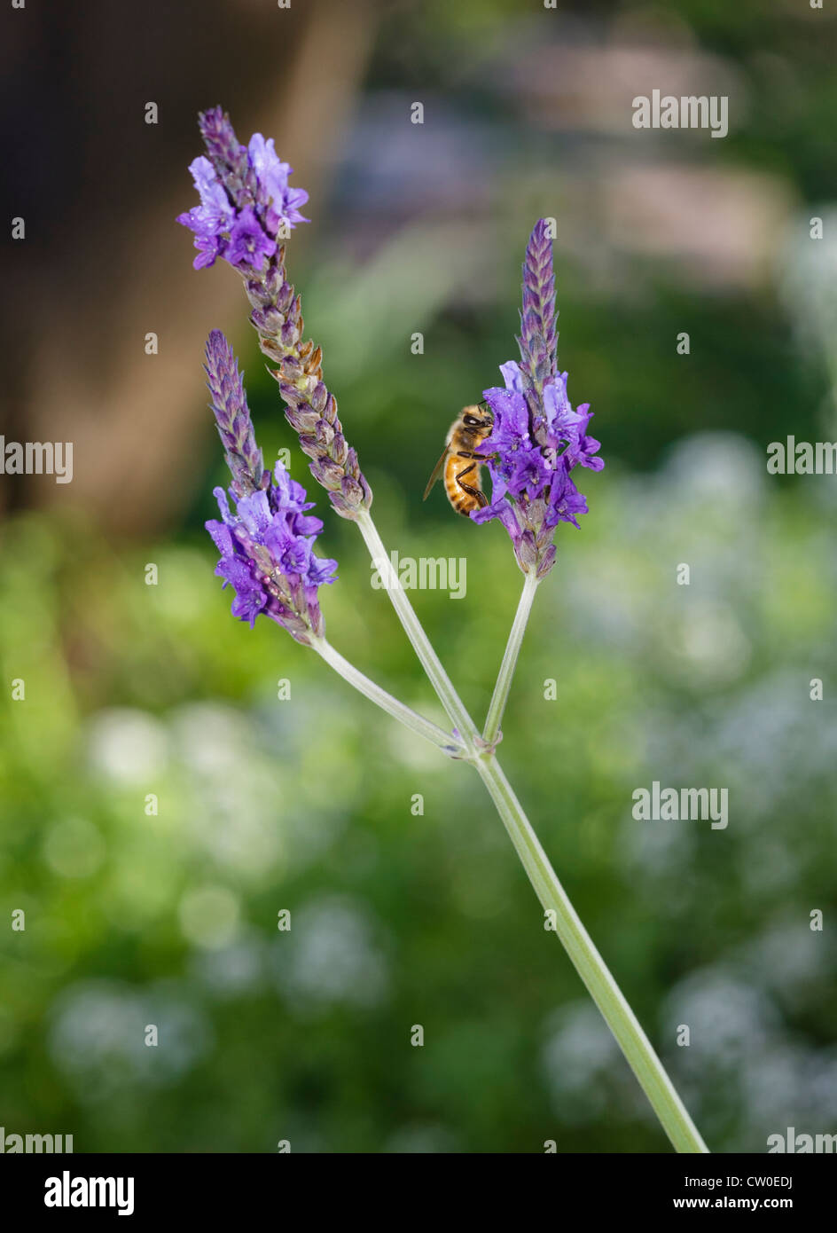 Un miele delle api (Apis mellifera) su un fiore di lavanda . Foto Stock