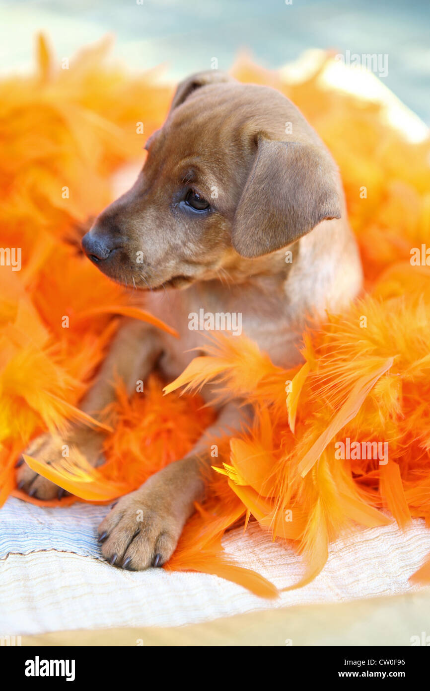 Il Miniature pinscher cucciolo, 1,5 mesi Foto Stock