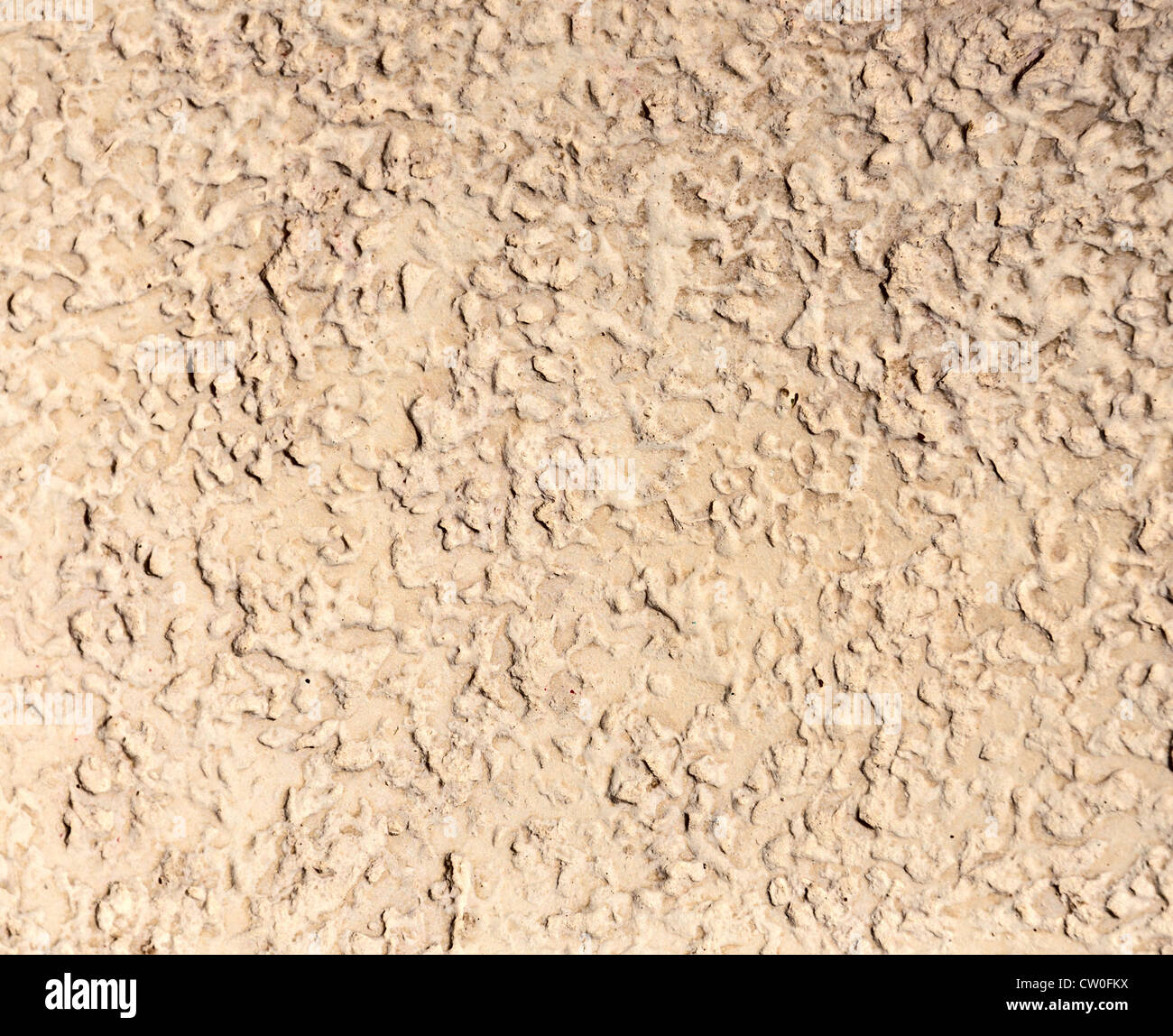 Sfondo - pietre beige texture - corteccia-noioso beetle. Foto Stock