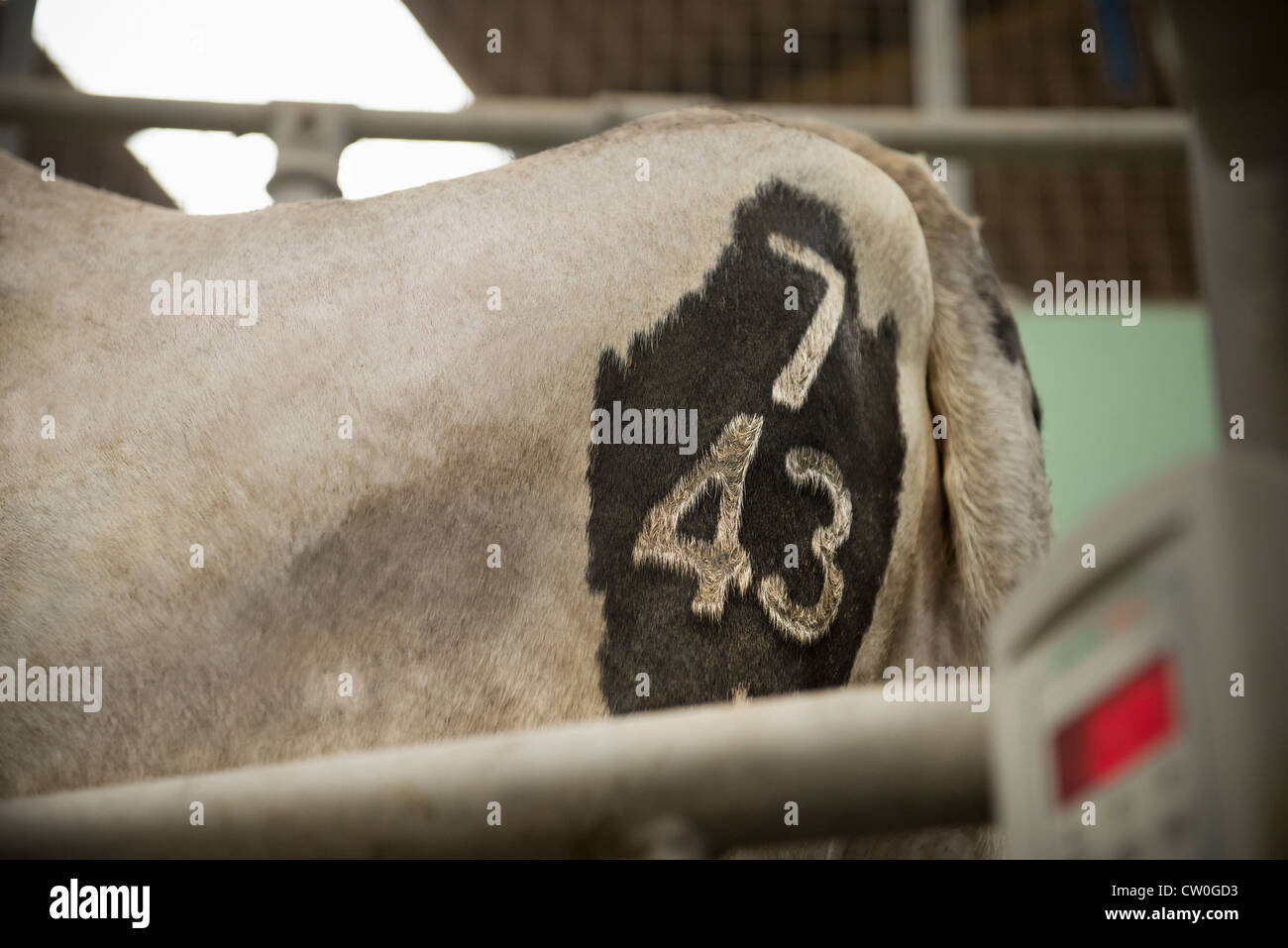 Close up del marchio per le vacche di hind Foto Stock