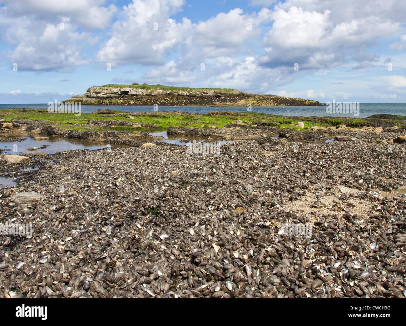 Isola di Moelfre, Moelfre, Anglesey, Galles del Nord Foto Stock