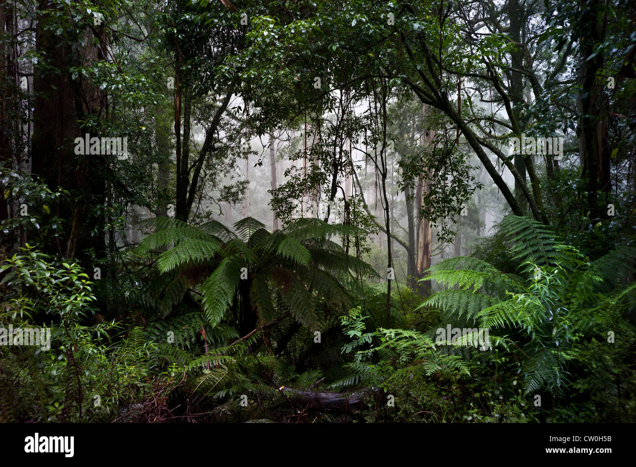 Misty scena della foresta pluviale. Gli alberi di gomma e felci giganti nelle Otway Ranges Foto Stock