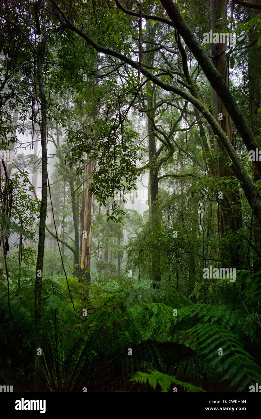 Misty scena della foresta pluviale. Gli alberi di gomma e felci giganti nelle Otway Ranges Foto Stock