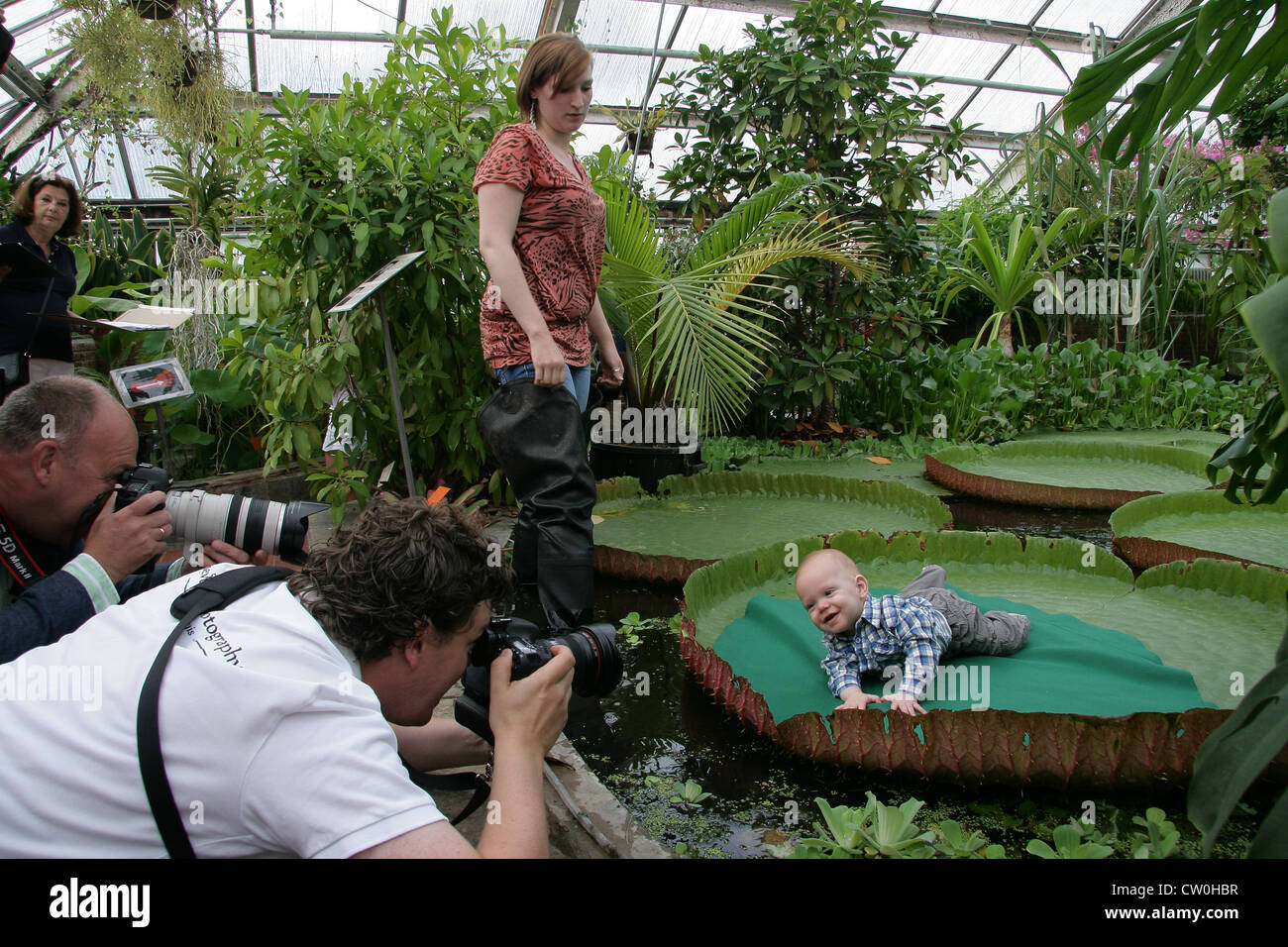 Victoria amazonica Amazonica.Baby Fotografia a Hortus botanicus a Leiden Netherlands.Here un bambino si trova a una foglia dalla pianta di Victoria Amazonica. Foto Stock