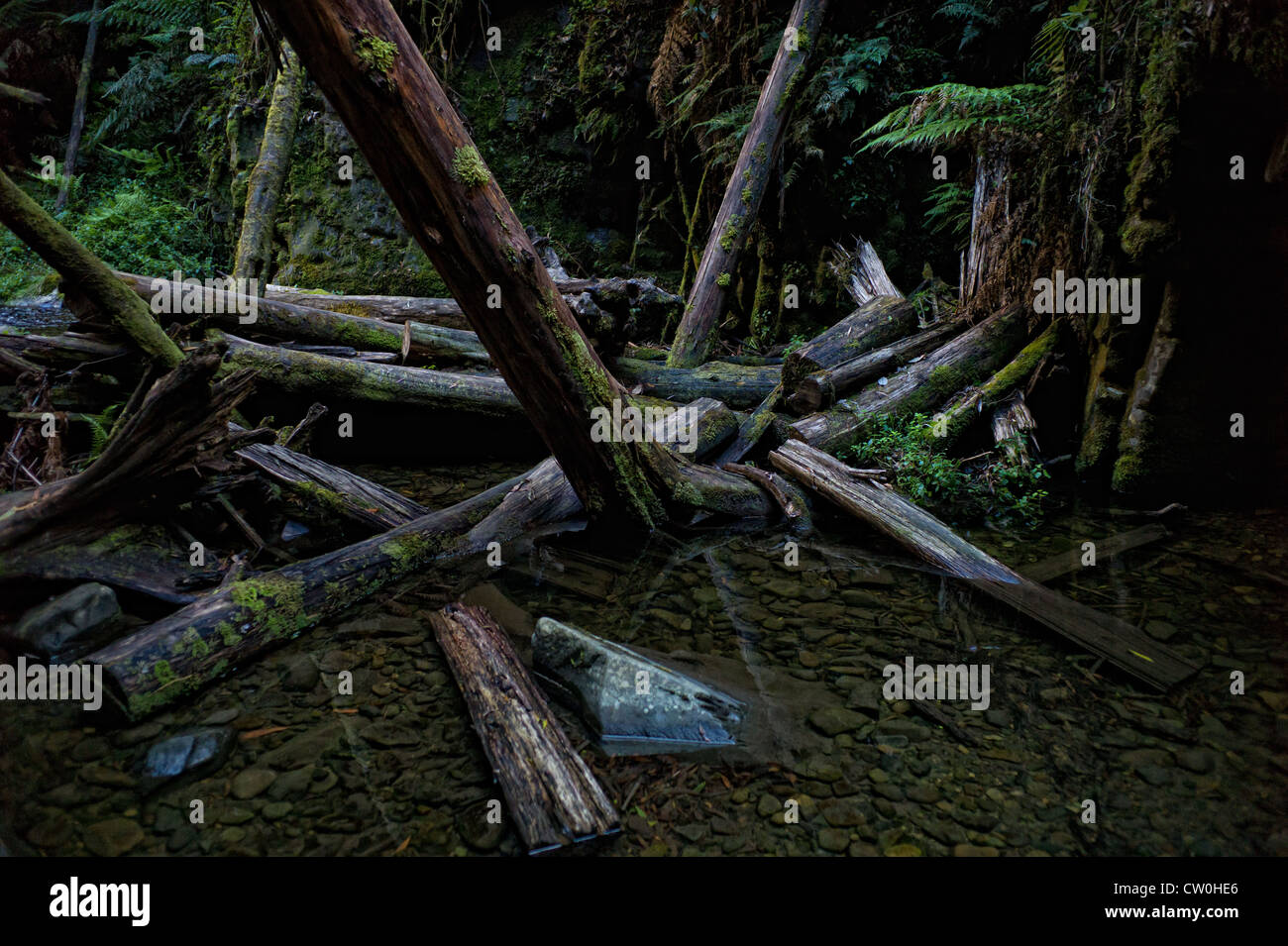 Ancora acque nel fiume della foresta pluviale vecchia segheria logs coperte di muschio Otway Ranges Foto Stock