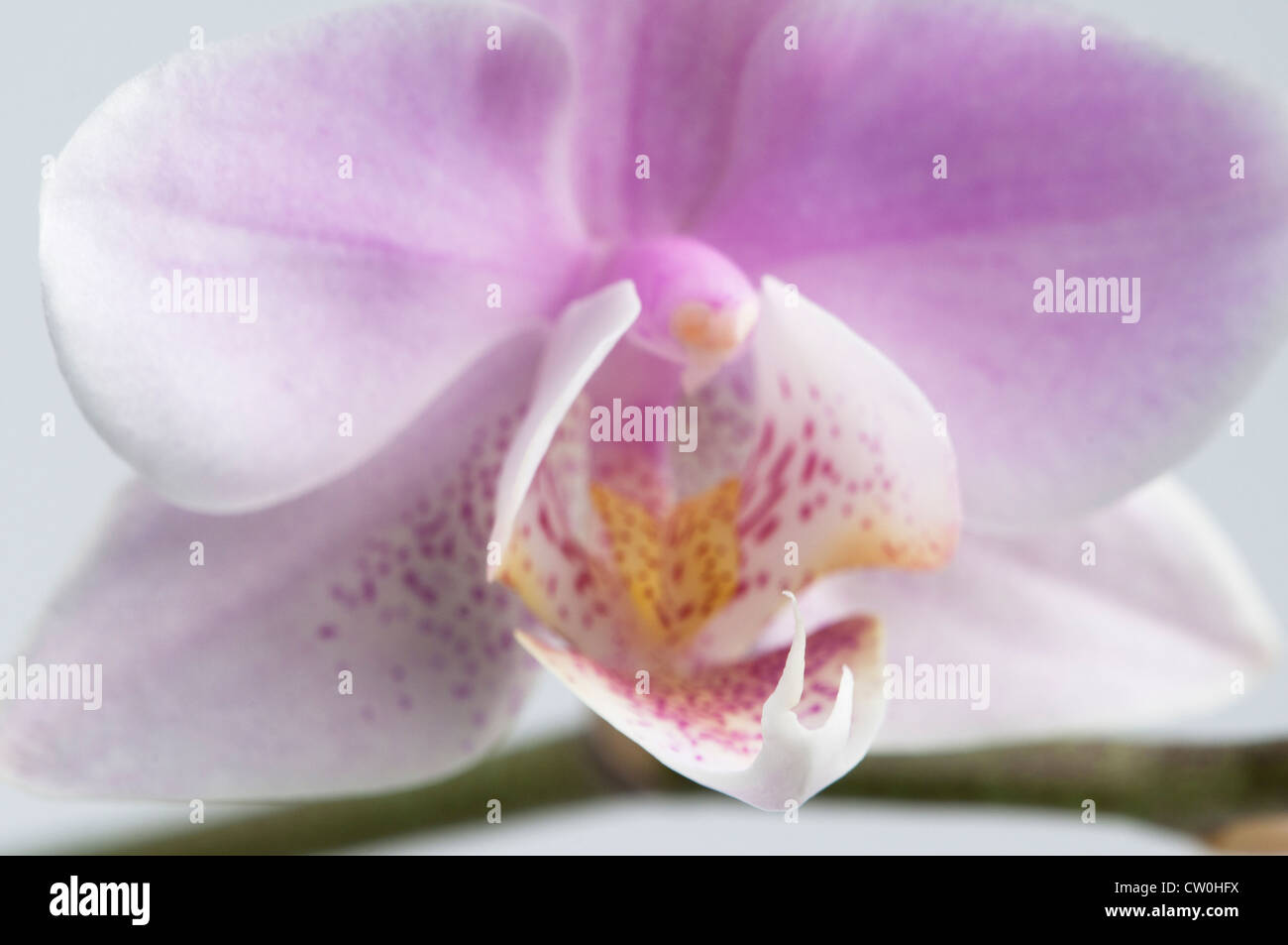 Rosa phalaenopsis orchid frammento di fiori di close-up, messa a fuoco locale Foto Stock