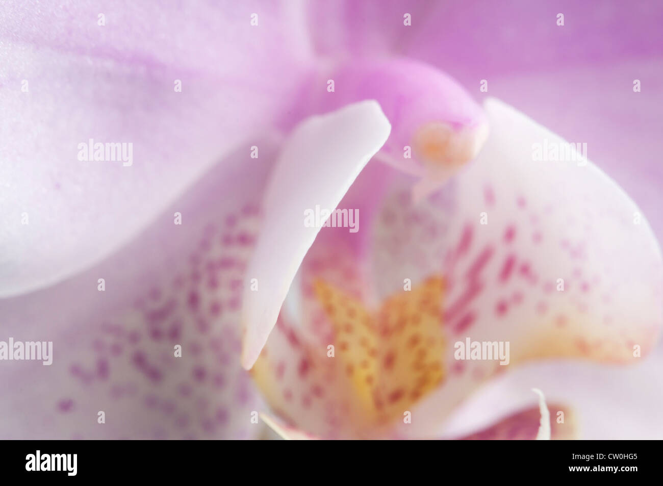 Rosa phalaenopsis orchid frammento di fiori di close-up, messa a fuoco locale Foto Stock
