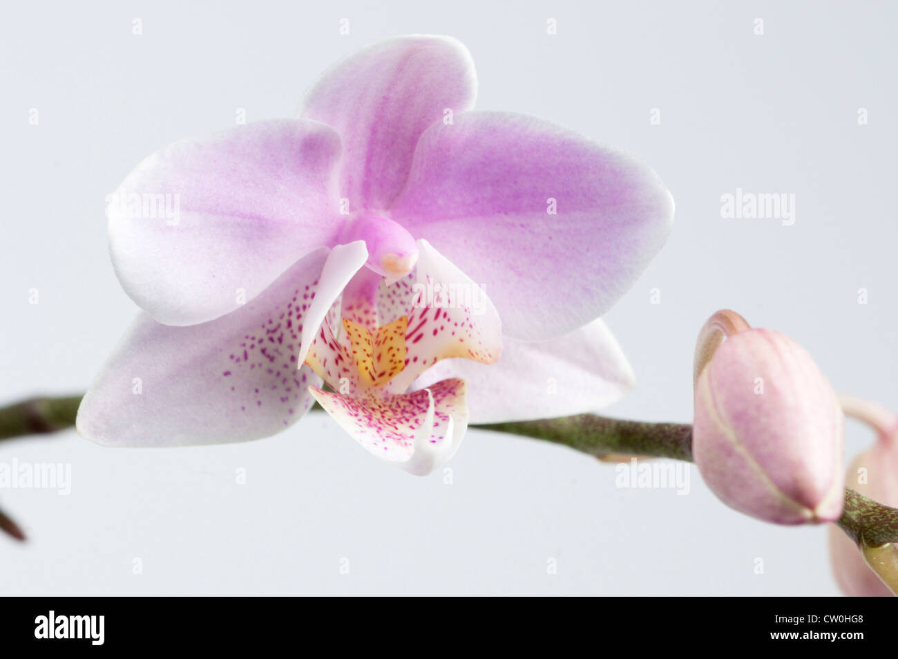 Rosa phalaenopsis orchid flower close-up, messa a fuoco locale Foto Stock