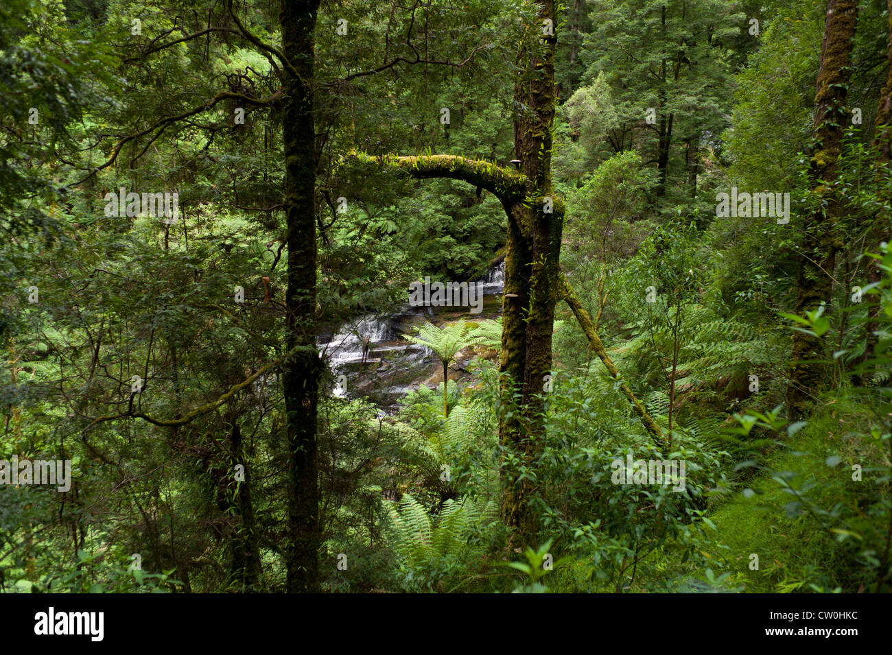 La stupefacente foresta pluviale foresta scena. Felci Giganti e in esecuzione nel fiume Otway Ranges National Park, Australia Foto Stock