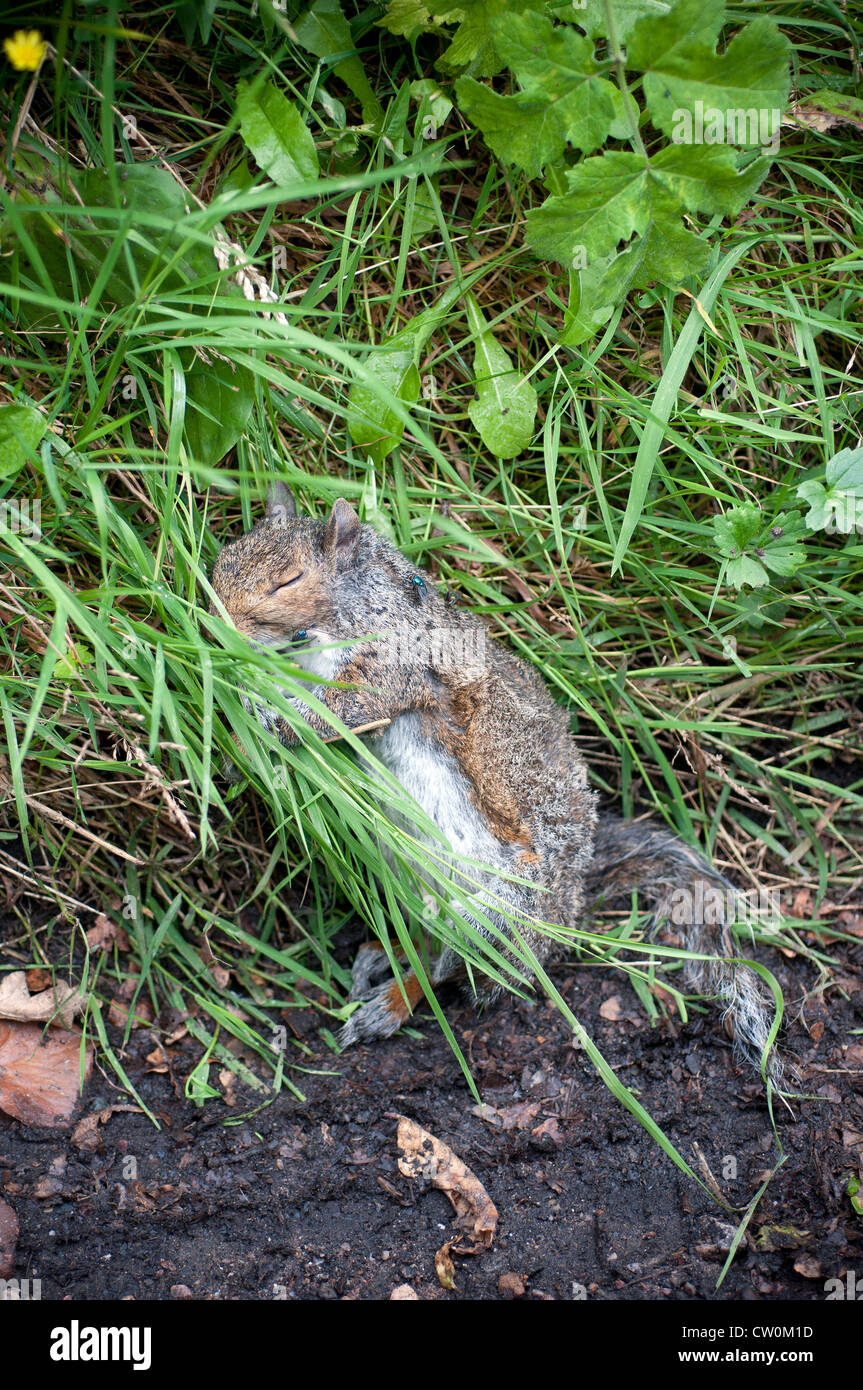 Roadkill,scoiattolo grigio Foto Stock