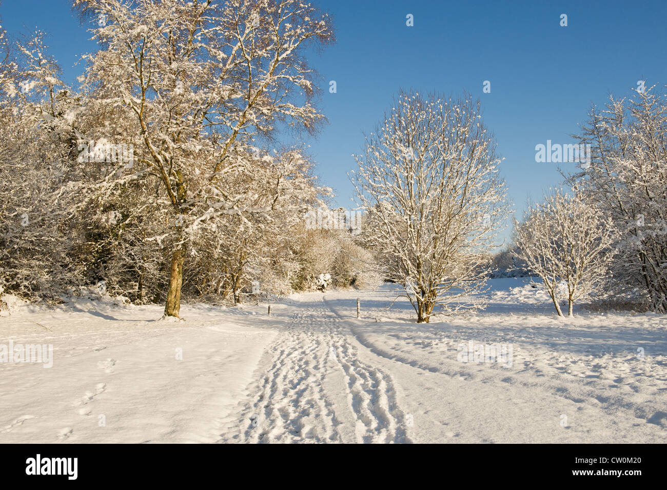 Orme nella neve su una bella e soleggiata scena d'inverno. Foto Stock