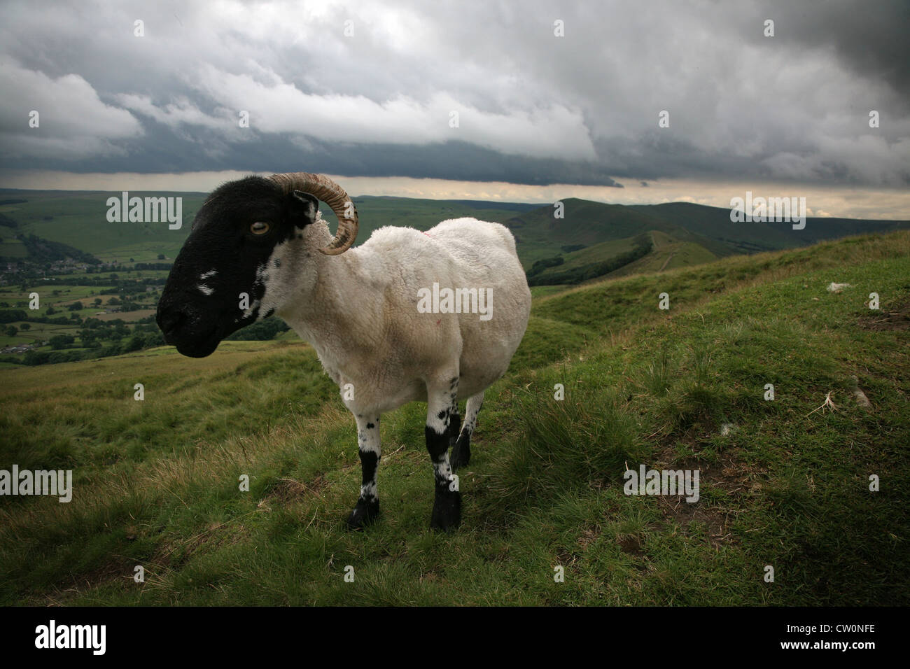 Pecore vicino Mam Tor, Peak District, Derbyshire Foto Stock