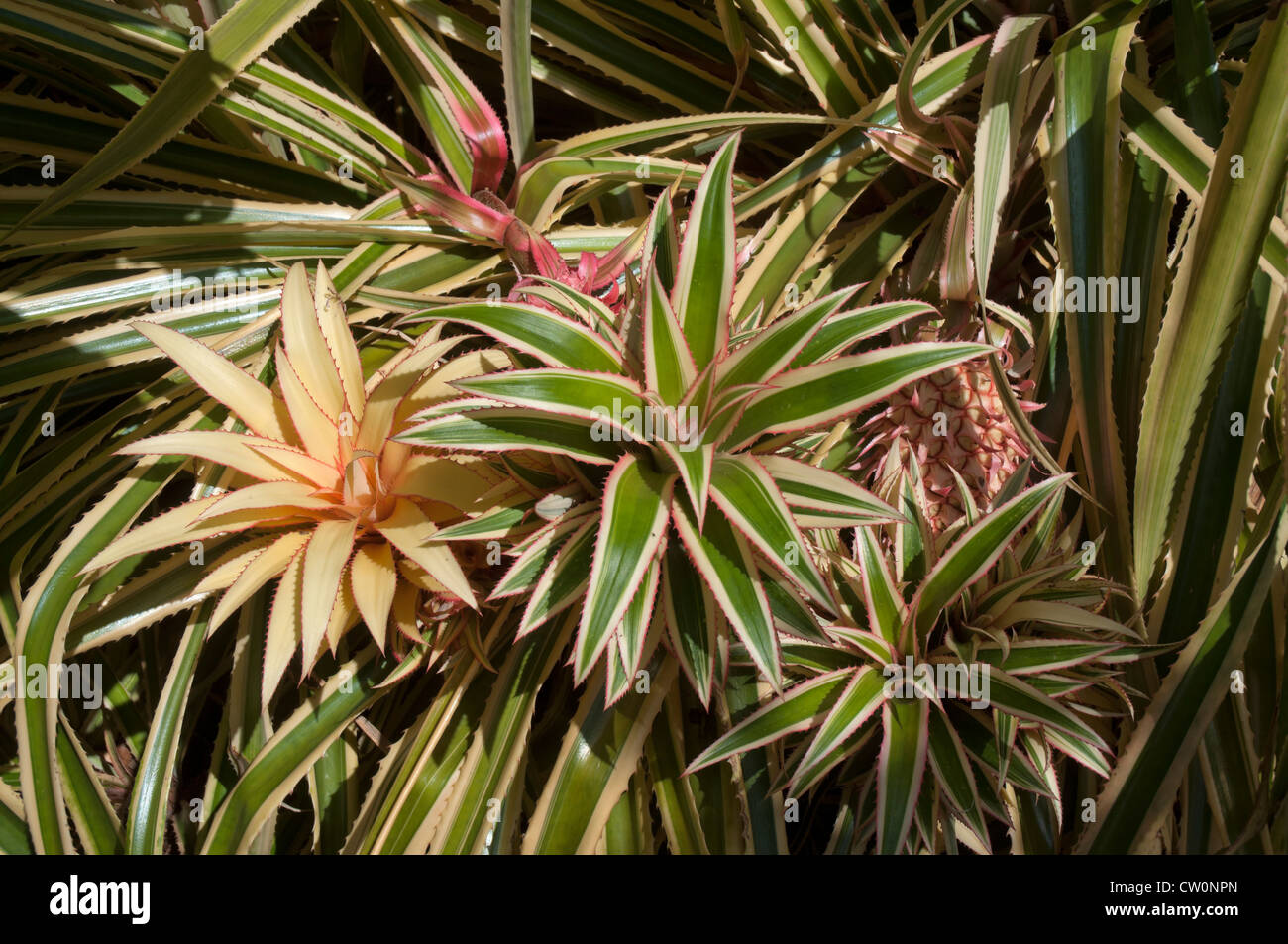 Fairchild Tropical Giardini Botanici a Coral Gables, un sobborgo di Miami, Florida . Tricolore rosso ananas. Foto Stock