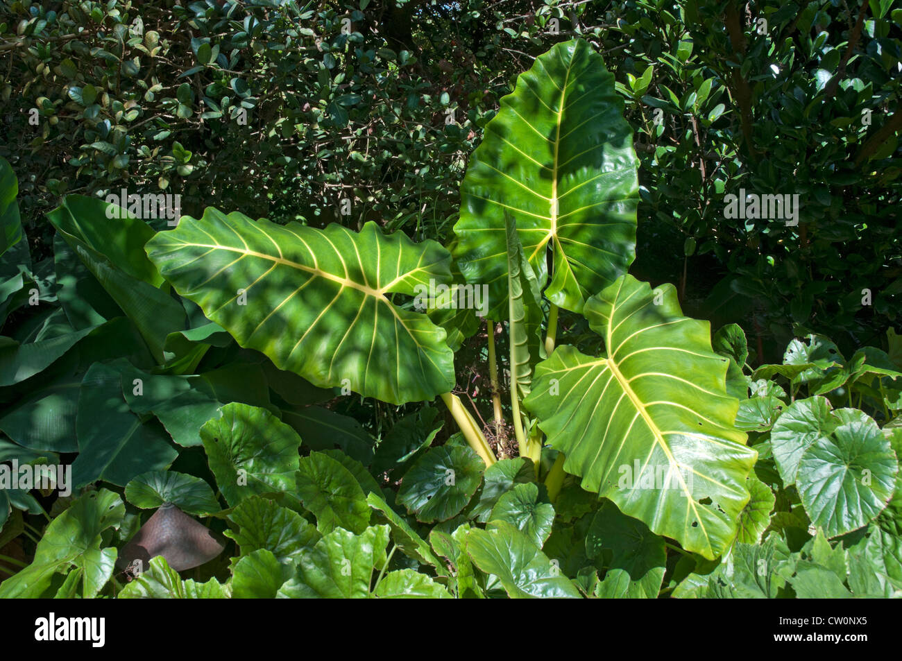 Fairchild Tropical Giardini Botanici a Coral Gables, un sobborgo di Miami, Florida. Foto Stock