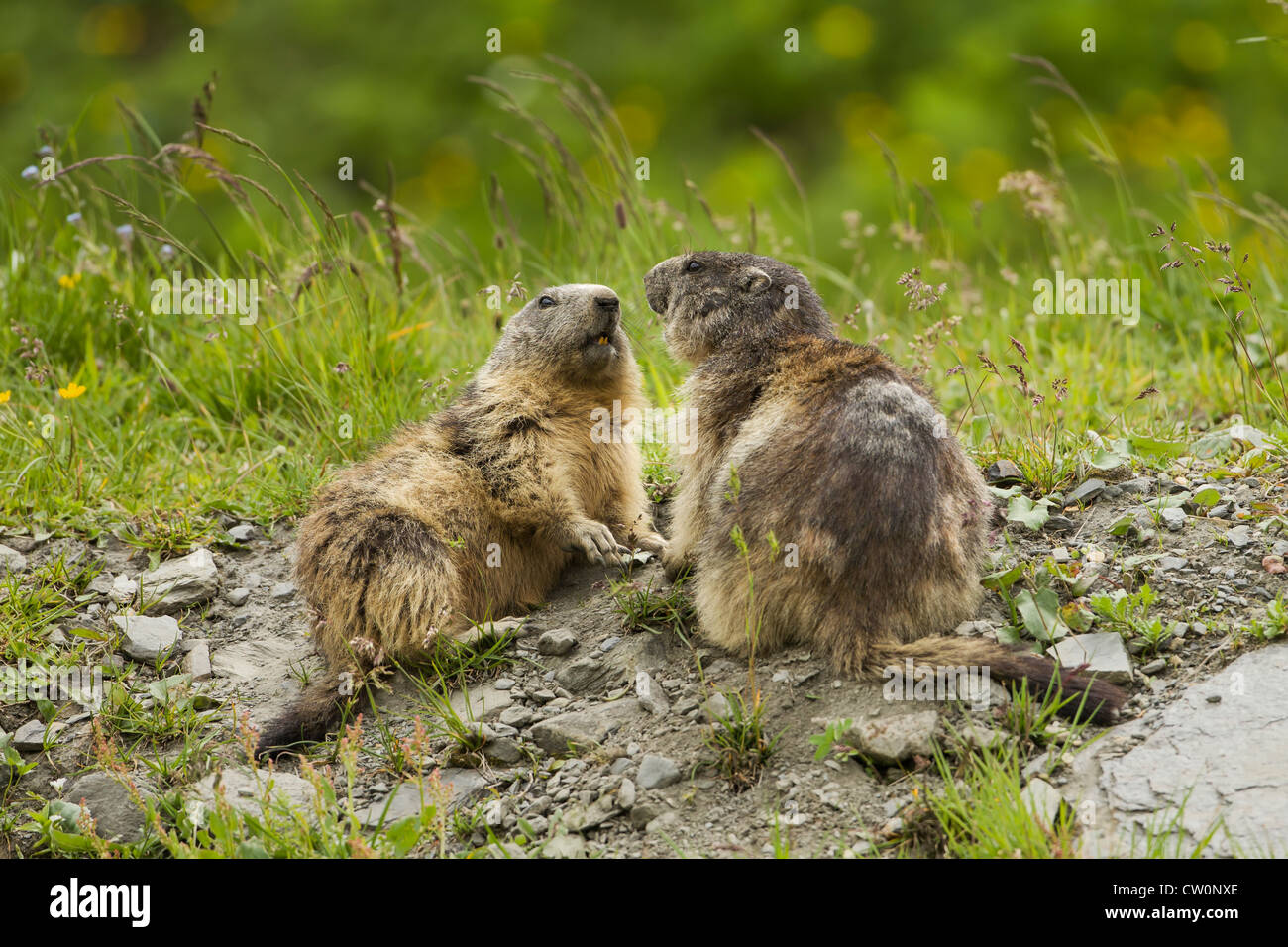 Alpine marmotta (Marmota marmota) - Francia Foto Stock