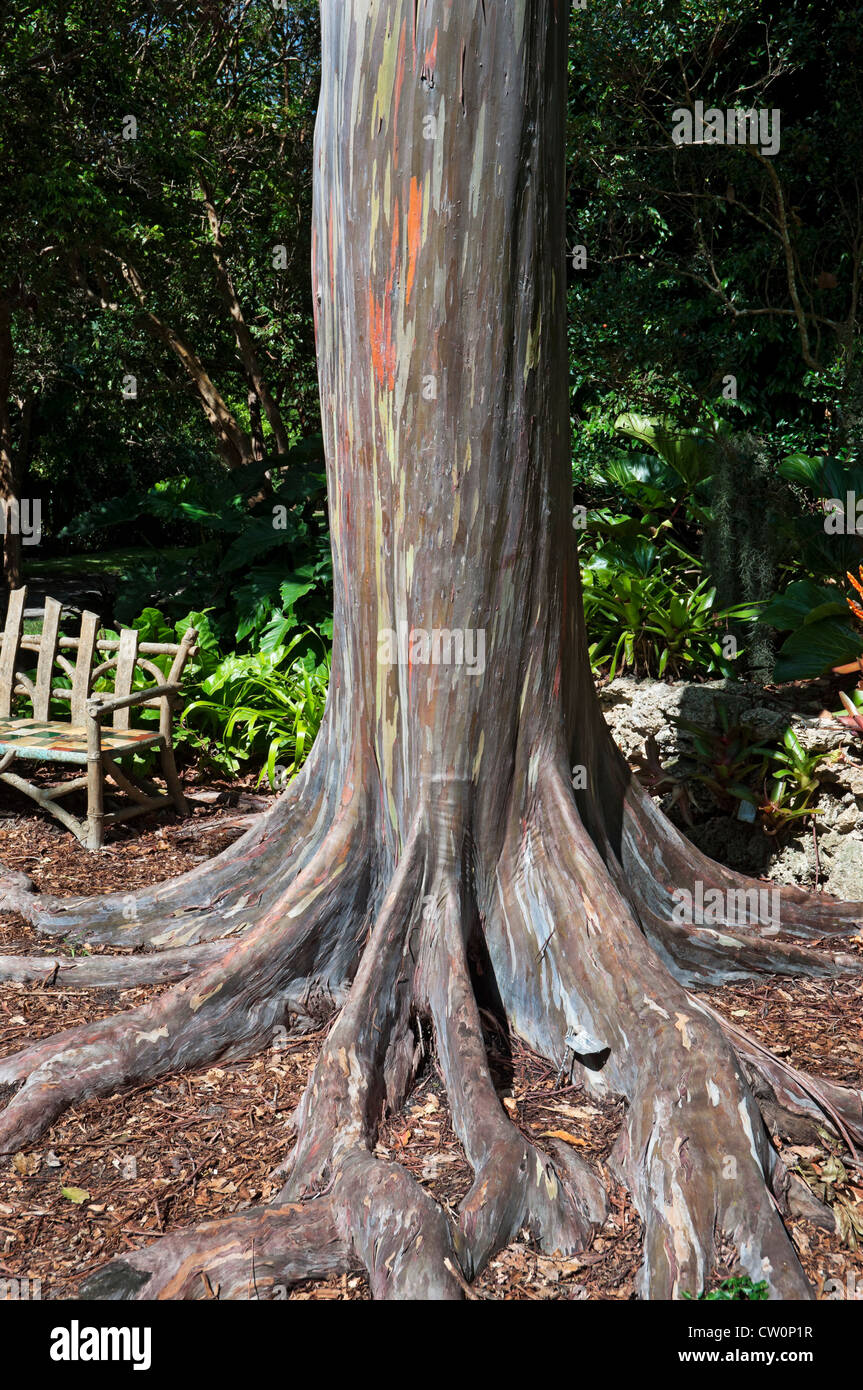 Fairchild Tropical Giardini Botanici a Coral Gables, un sobborgo di Miami, Florida. Rainbow eucalipto. Foto Stock
