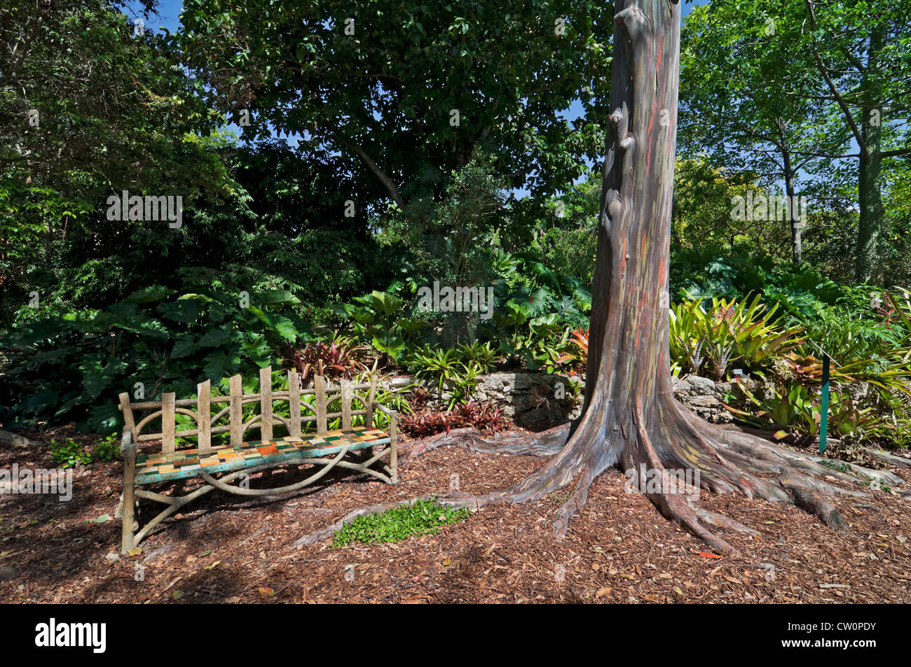 Fairchild Tropical Giardini Botanici a Coral Gables, un sobborgo di Miami, Florida. Rainbow eucalipto. Foto Stock