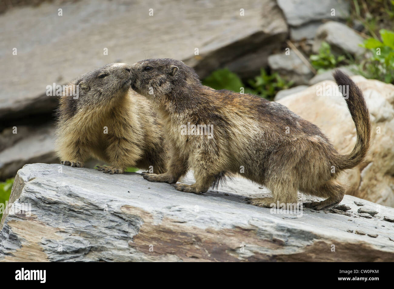 Alpine marmotta (Marmota marmota) - Francia Foto Stock