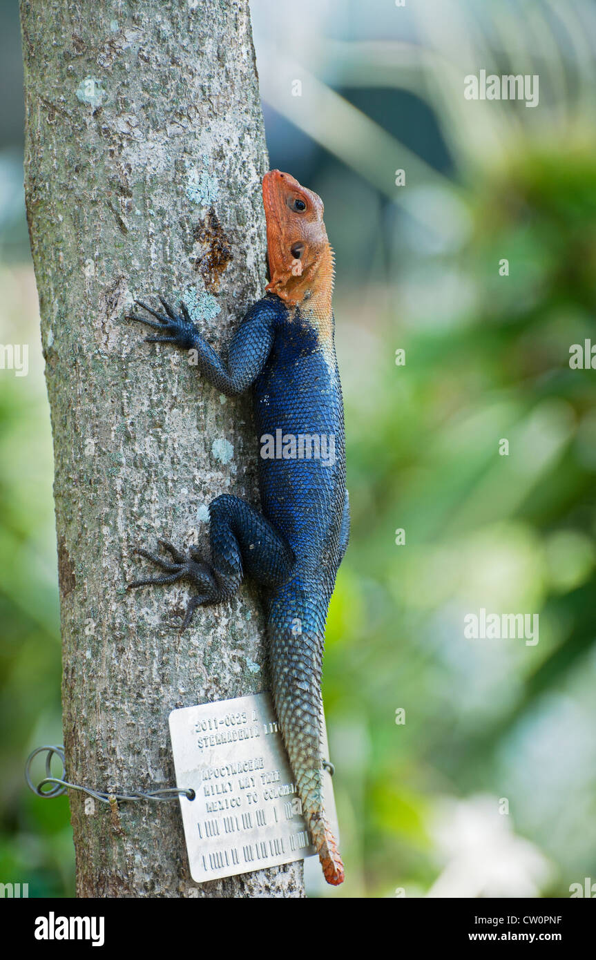 Fairchild Tropical Giardini Botanici a Coral Gables, un sobborgo di Miami, Florida. Red-headed agama lizard Agama AGAMA SA maschio. Foto Stock