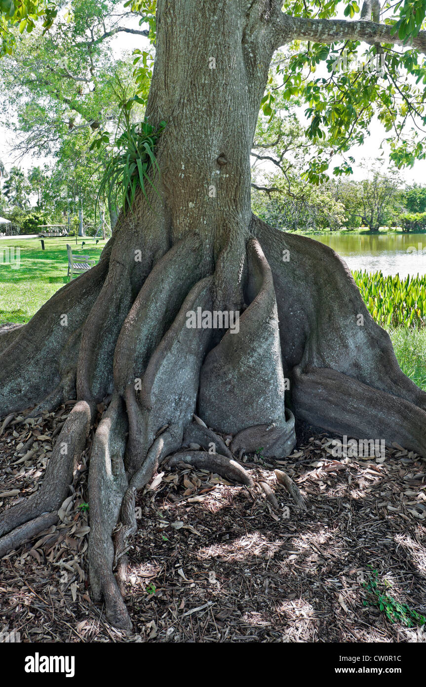 Fairchild Tropical Giardini Botanici a Coral Gables, un sobborgo di Miami, Florida. Guiana castagno Pachira aquatica. Foto Stock
