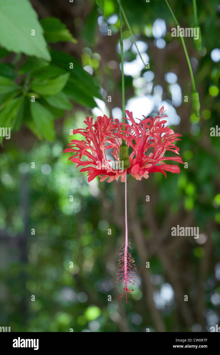 Fairchild Tropical Giardini Botanici a Coral Gables, un sobborgo di Miami, Florida. fringe Hibiscus schizopetalus tree. Foto Stock