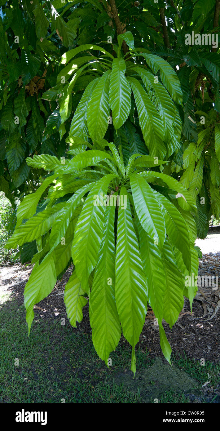 Fairchild Tropical Giardini Botanici a Coral Gables, un sobborgo di Miami, Florida. Foto Stock