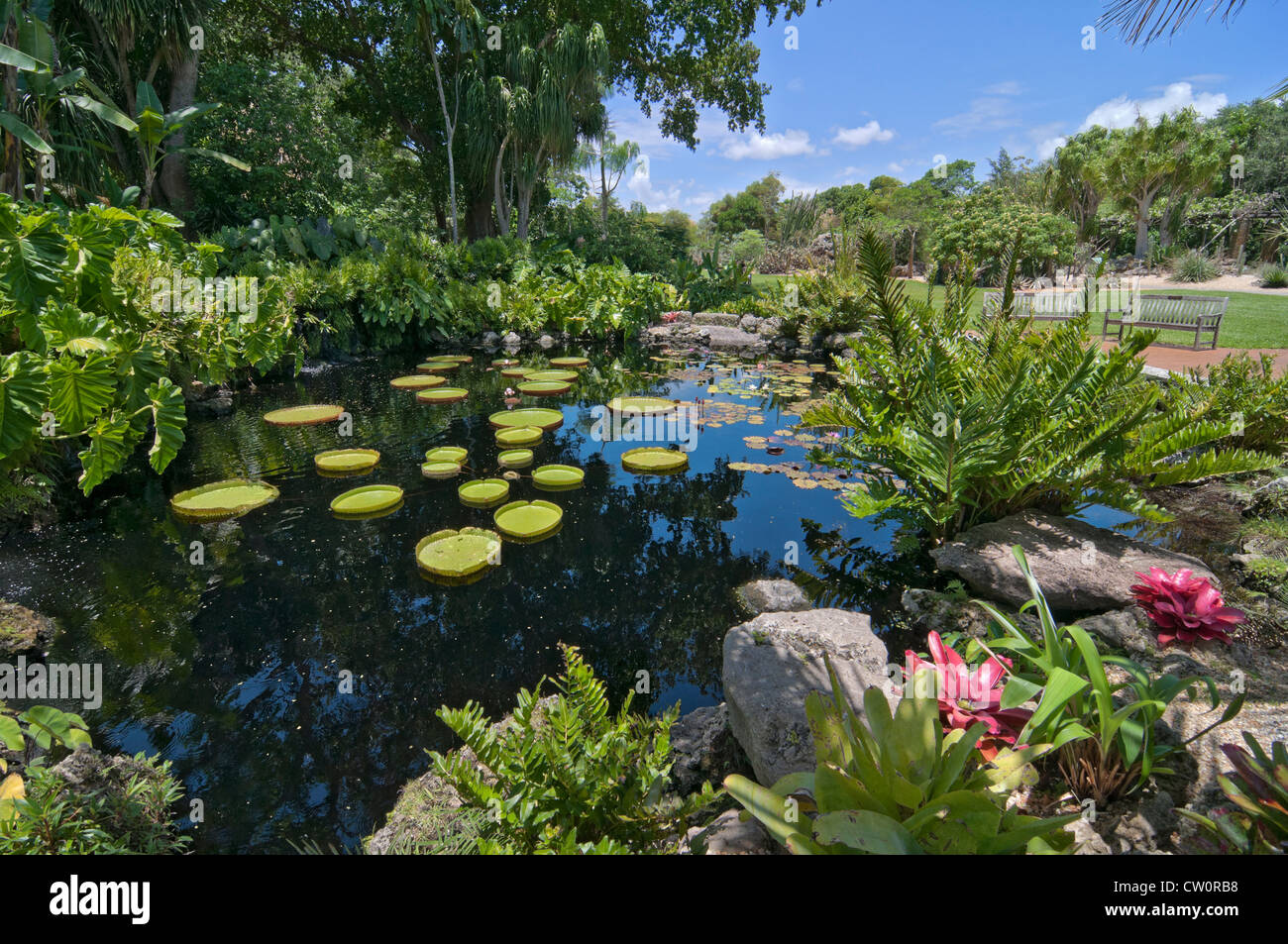 Fairchild Tropical Giardini Botanici a Coral Gables, un sobborgo di Miami, Florida. Victoria amazonica Piscina Foto Stock