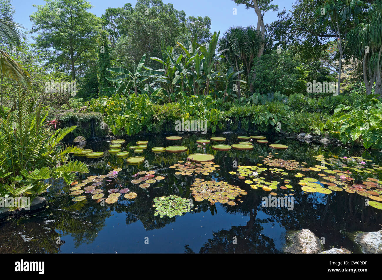 Fairchild Tropical Giardini Botanici a Coral Gables, un sobborgo di Miami, Florida. Victoria amazonica Piscina Foto Stock