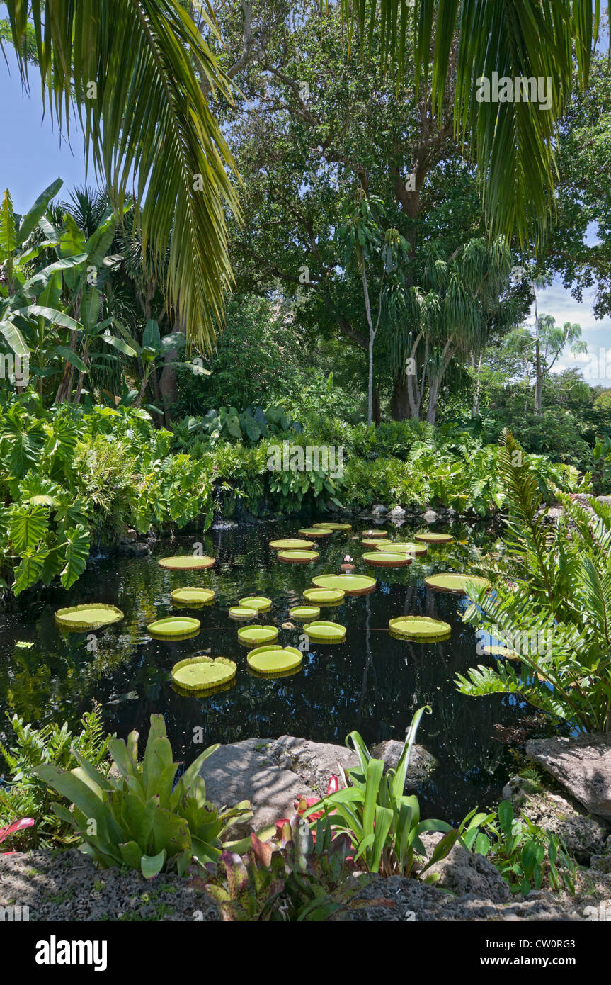 Fairchild Tropical Giardini Botanici a Coral Gables, un sobborgo di Miami, Florida. Victoria amazonica Piscina Foto Stock
