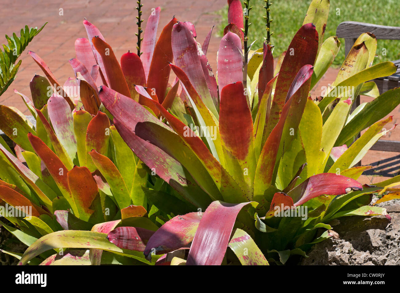 Fairchild Tropical Giardini Botanici a Coral Gables, un sobborgo di Miami, Florida. Colorato bromeliacee. Foto Stock