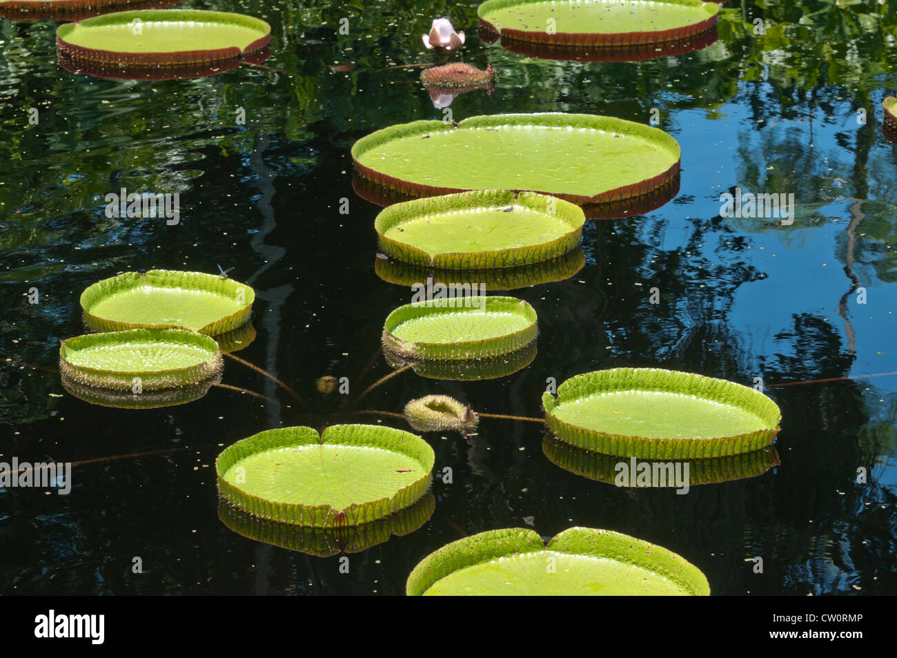 Fairchild Tropical Giardini Botanici a Coral Gables, un sobborgo di Miami, Florida. Victoria amazonica Piscina Foto Stock