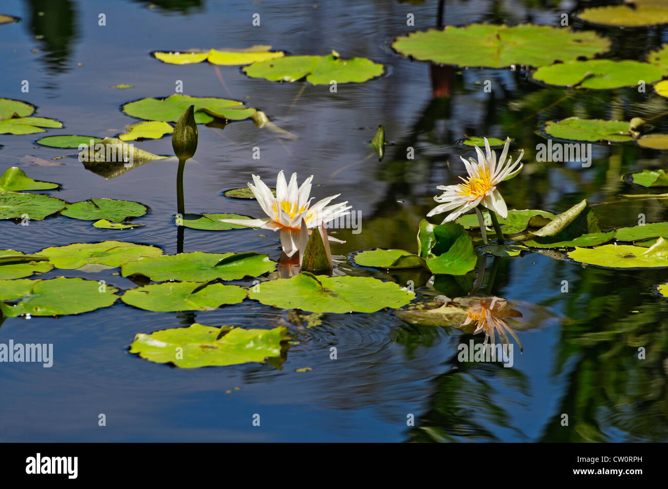 Fairchild Tropical Giardini Botanici a Coral Gables, un sobborgo di Miami, Florida. Foto Stock