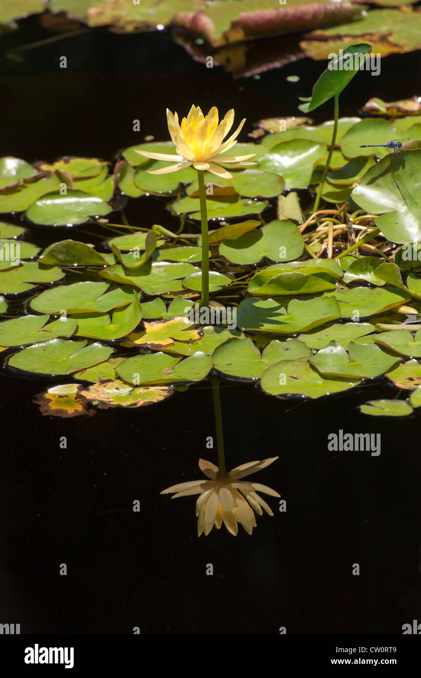 Fairchild Tropical Giardini Botanici a Coral Gables, un sobborgo di Miami, Florida. Foto Stock