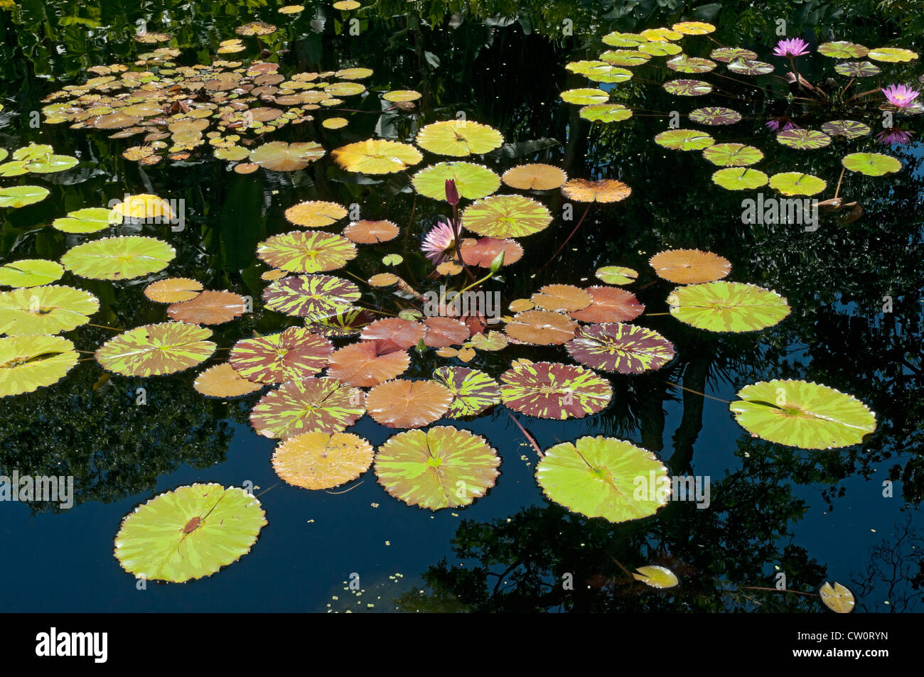 Fairchild Tropical Giardini Botanici a Coral Gables, un sobborgo di Miami, Florida. Foto Stock