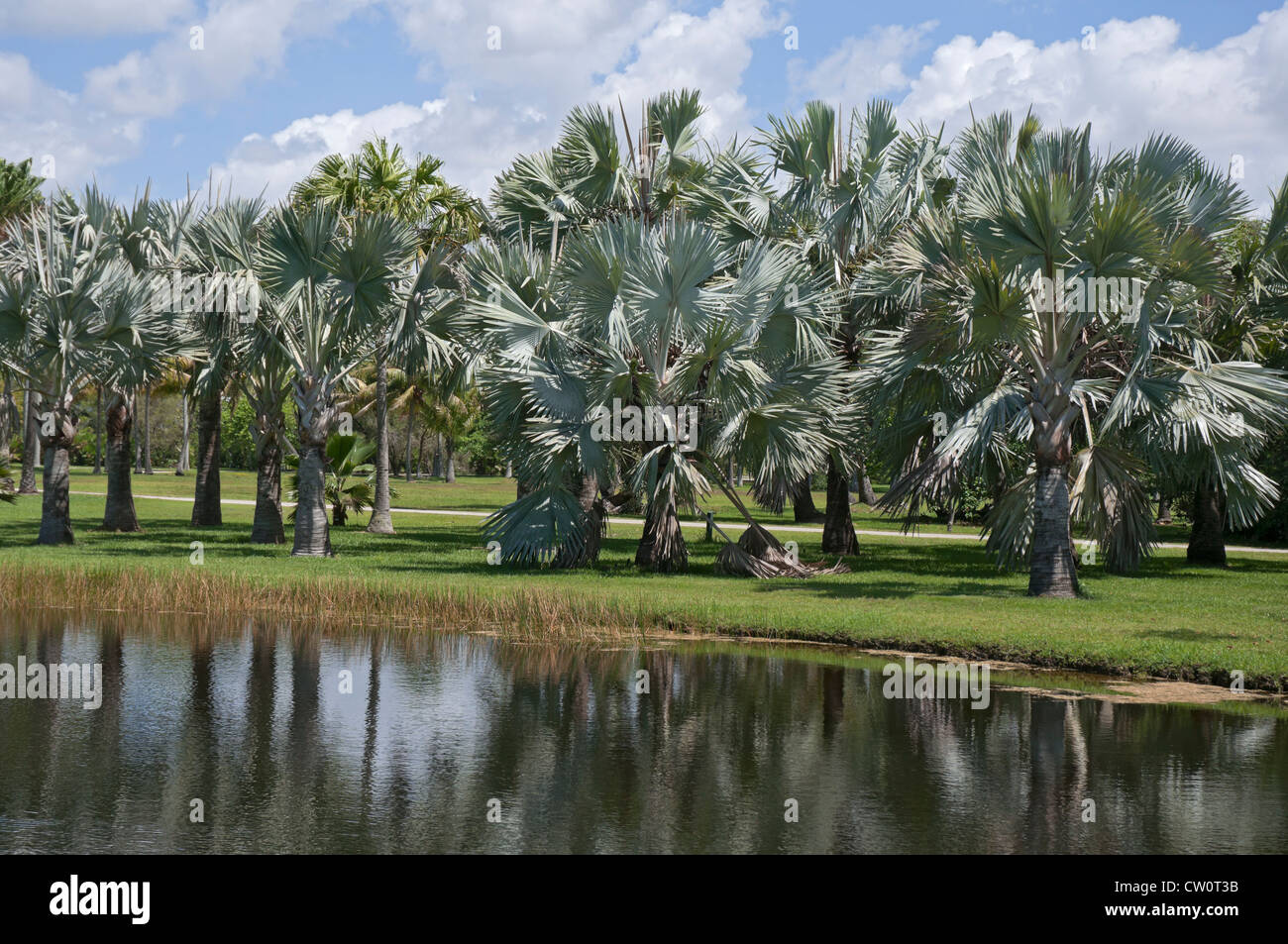 Fairchild Tropical Giardini Botanici a Coral Gables, un sobborgo di Miami, Florida. Foto Stock