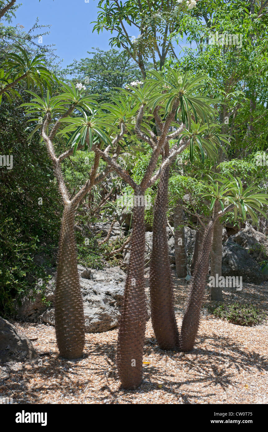 Fairchild Tropical Giardini Botanici a Coral Gables, un sobborgo di Miami, Florida. La Lin Lougheed foresta spinosa del Madagascar. Foto Stock