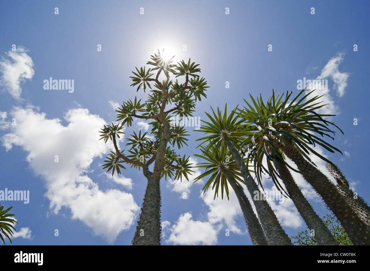 Fairchild Tropical Giardini Botanici a Coral Gables, un sobborgo di Miami, Florida. La Lin Lougheed foresta spinosa del Madagascar. Foto Stock