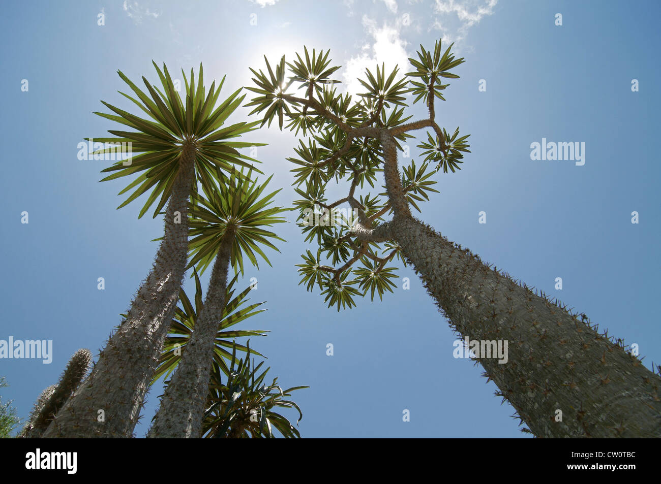 Fairchild Tropical Giardini Botanici a Coral Gables, un sobborgo di Miami, Florida. La Lin Lougheed foresta spinosa del Madagascar. Foto Stock