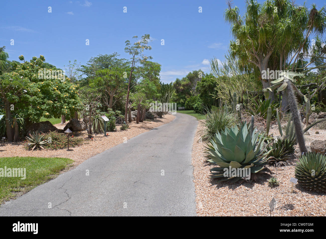 Fairchild Tropical Giardini Botanici a Coral Gables, un sobborgo di Miami, Florida. La Lin Lougheed foresta spinosa del Madagascar. Foto Stock
