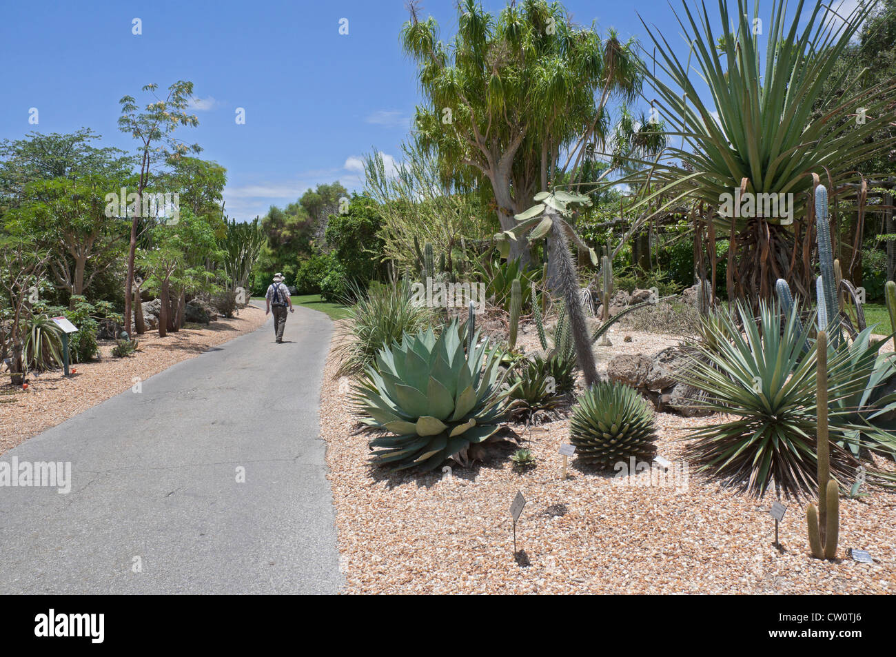 Fairchild Tropical Giardini Botanici a Coral Gables, un sobborgo di Miami, Florida. La Lin Lougheed foresta spinosa del Madagascar. Foto Stock