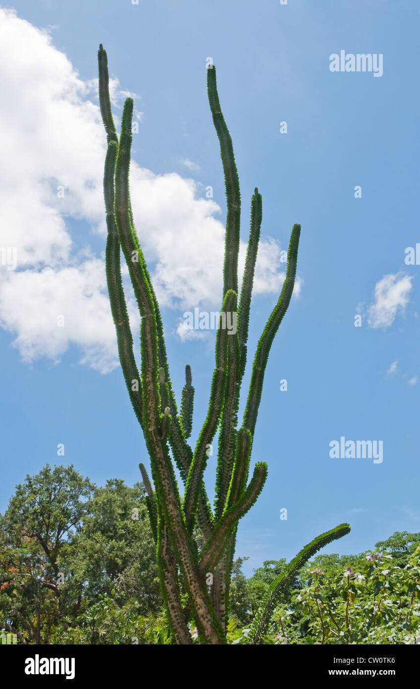 Fairchild Tropical Giardini Botanici a Coral Gables, un sobborgo di Miami, Florida. La Lin Lougheed foresta spinosa del Madagascar. Foto Stock