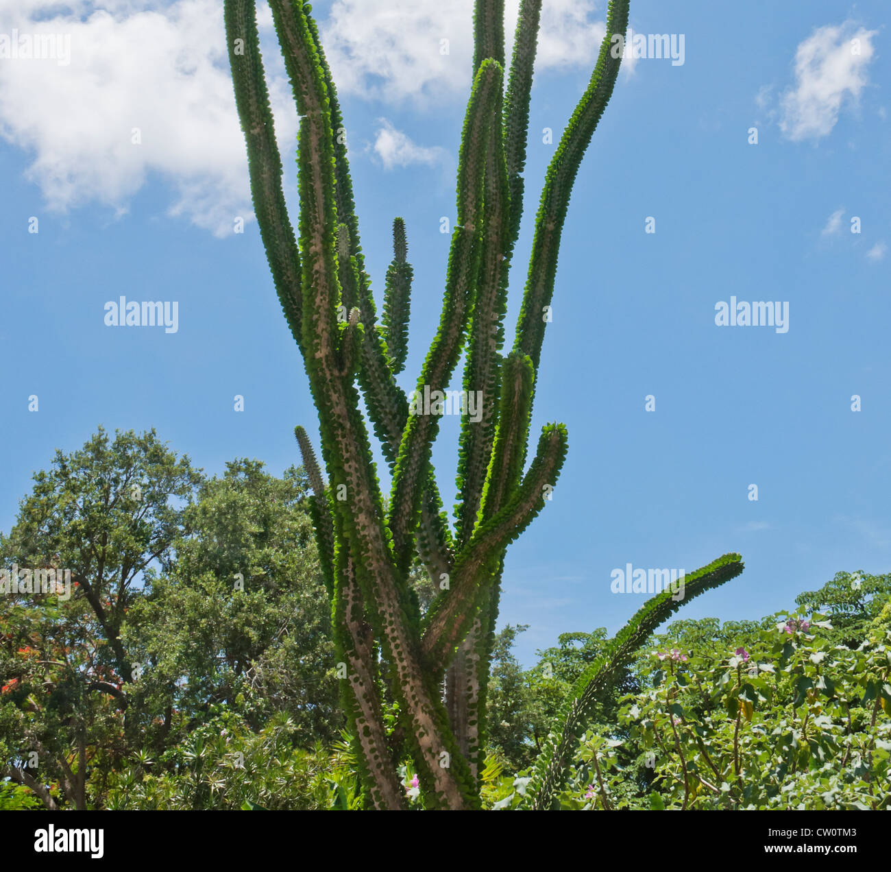 Fairchild Tropical Giardini Botanici a Coral Gables, un sobborgo di Miami, Florida. La Lin Lougheed foresta spinosa del Madagascar. Foto Stock