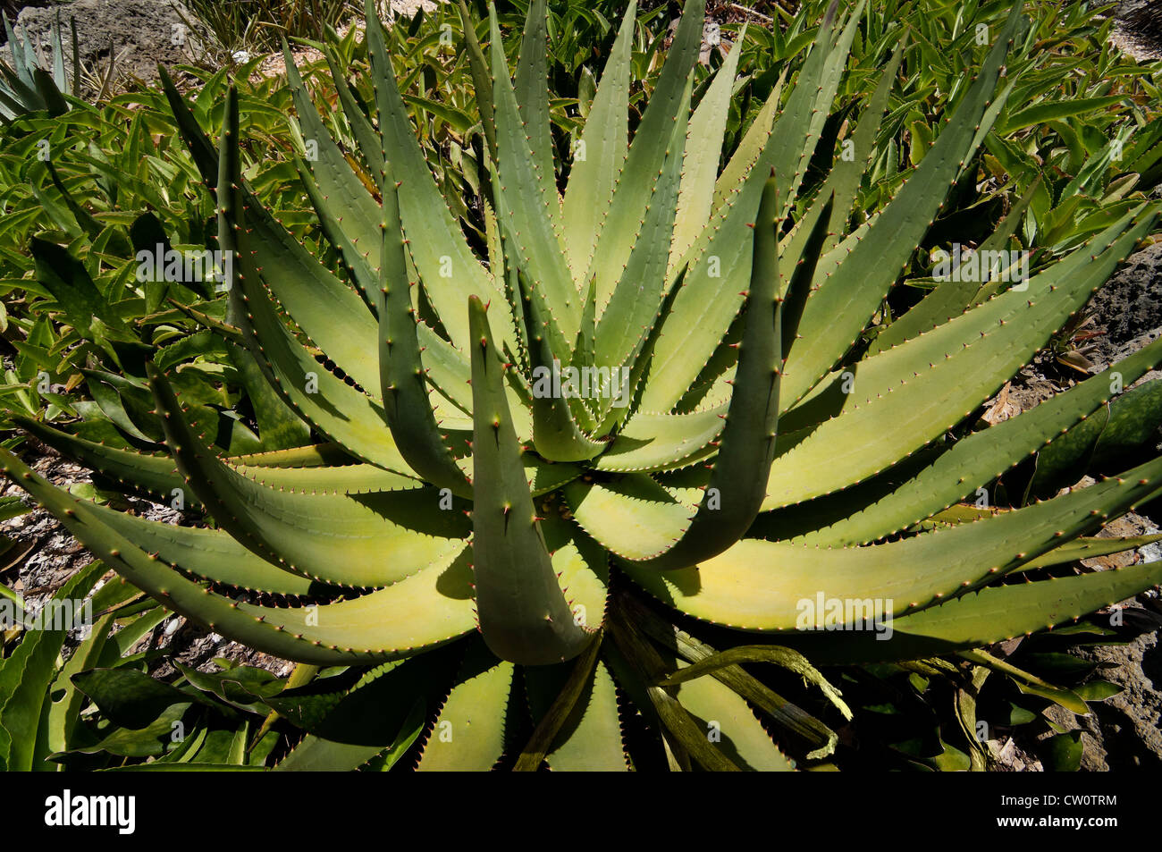 Fairchild Tropical Giardini Botanici a Coral Gables, un sobborgo di Miami, Florida. La Lin Lougheed foresta spinosa del Madagascar. Foto Stock