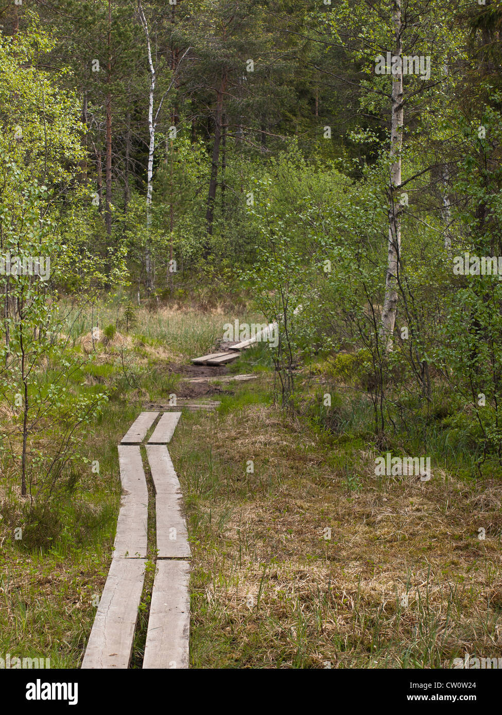 Sentiero nella foresta circostante Oslo Norvegia Foto Stock