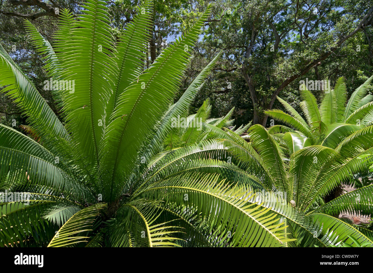 Fairchild Tropical Giardini Botanici a Coral Gables, un sobborgo di Miami, Florida. Foto Stock