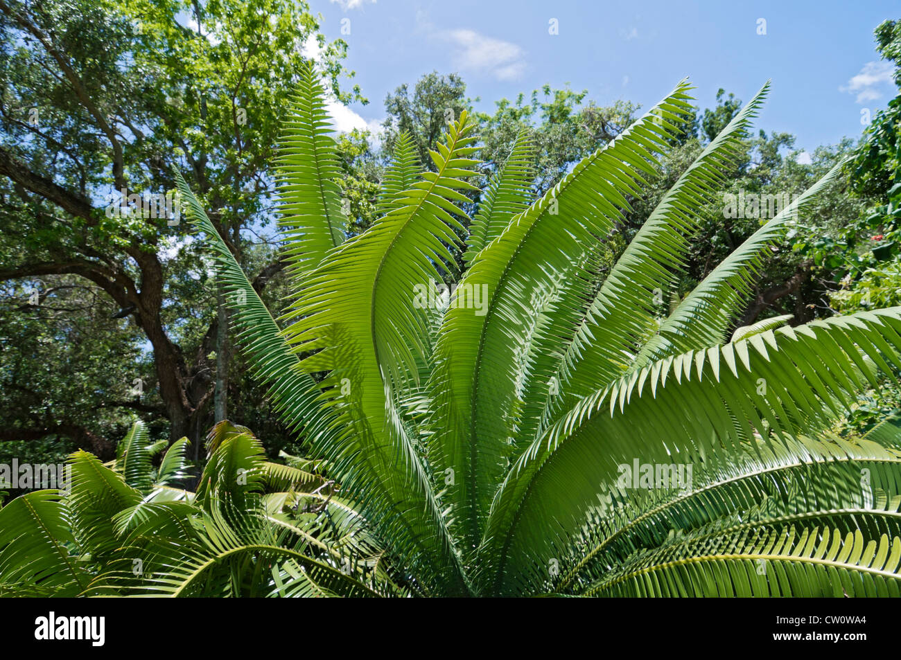 Fairchild Tropical Giardini Botanici a Coral Gables, un sobborgo di Miami, Florida. Foto Stock