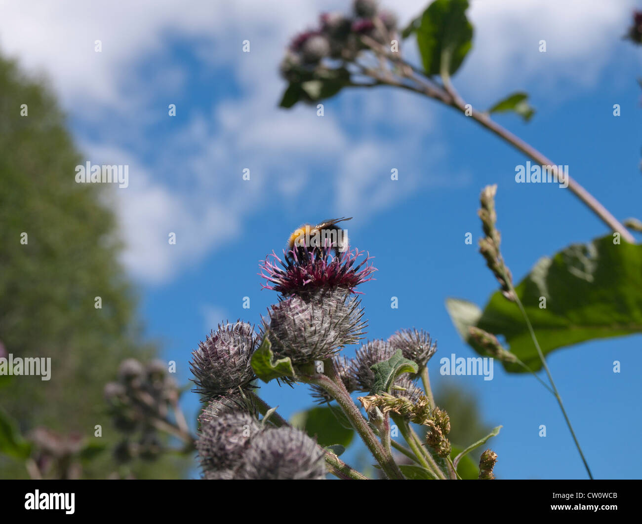 Bumblebee su un set di cardo contro il cielo blu Foto Stock
